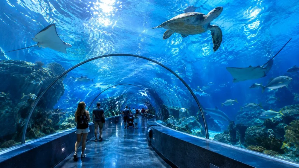 Mall of America: Sea Life Minnesota Aquarium Entry Ticket