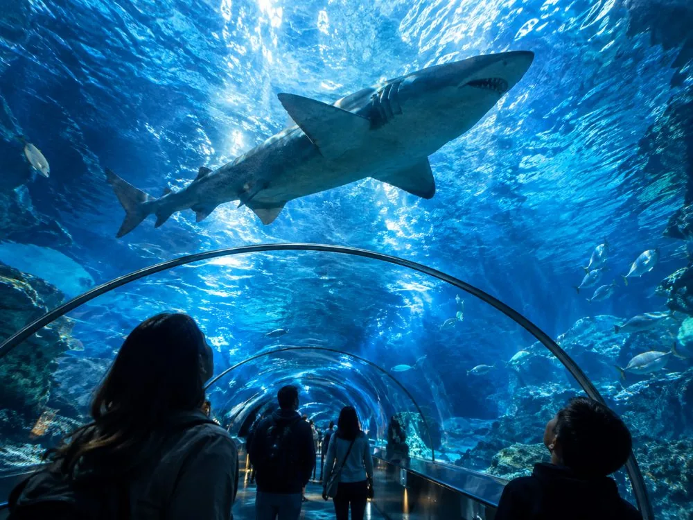 The curved tunnel at SEA LIFE Minnesota with a shark passing overhead